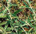 Leaves (Adaxial view)